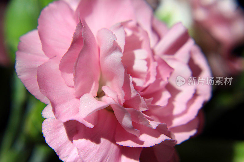 粉红色的康乃馨花朵/花蕾(石竹)，黑色背景